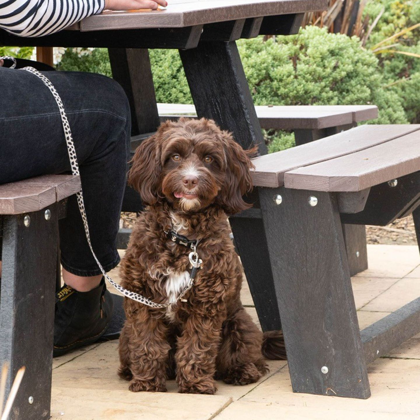 Your local dog friendly pub in Herringthorpe